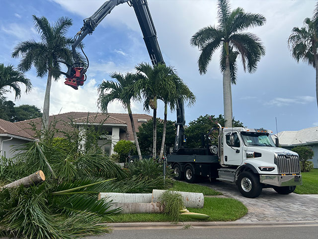 Tree Removal